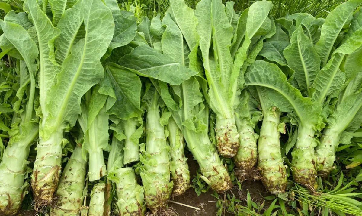 芒种基本功,芒种要知道的养生知识是什么