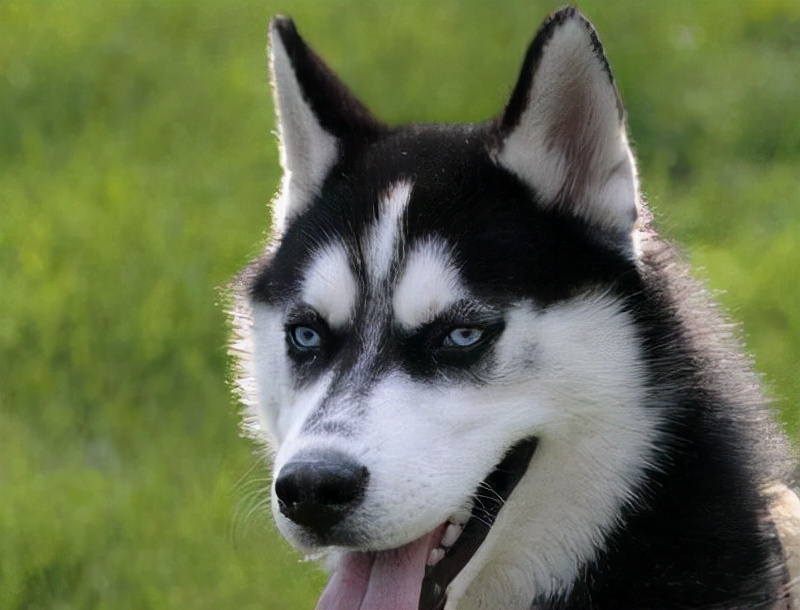 哈士奇不拆家成保姆照顾小主人,哈士奇的正确养法