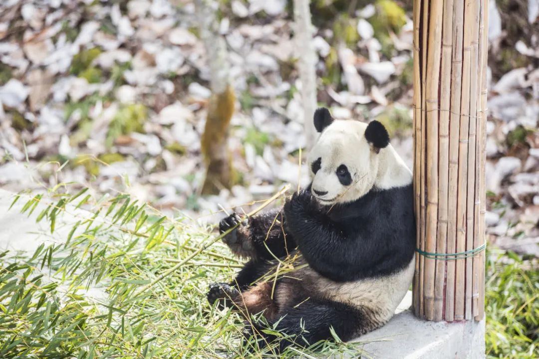 来雅安去哪玩最好玩,夏天去雅安旅游怎么样