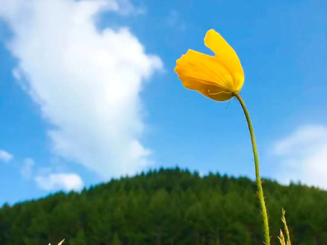 五台山的千年佛教历史和文化,五台山藏传佛教文化研究