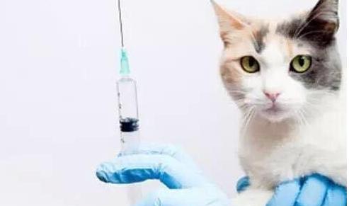 猫咪猫瘟一直不闭眼睡觉,猫咪打了疫苗会得猫瘟吗