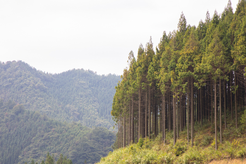 非凡十年林草建设的完美答卷
