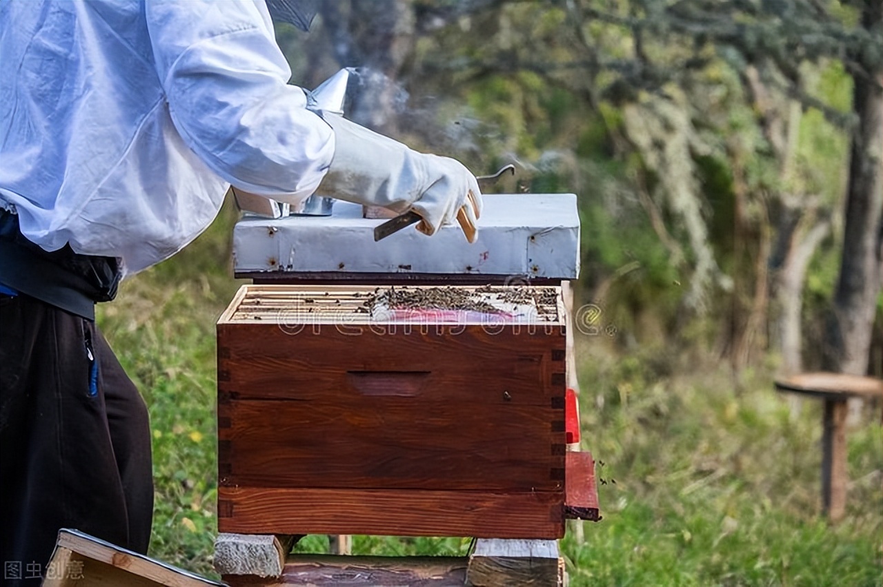 蜜蜂强群土养蜂技术,土养蜂群怎么割蜜