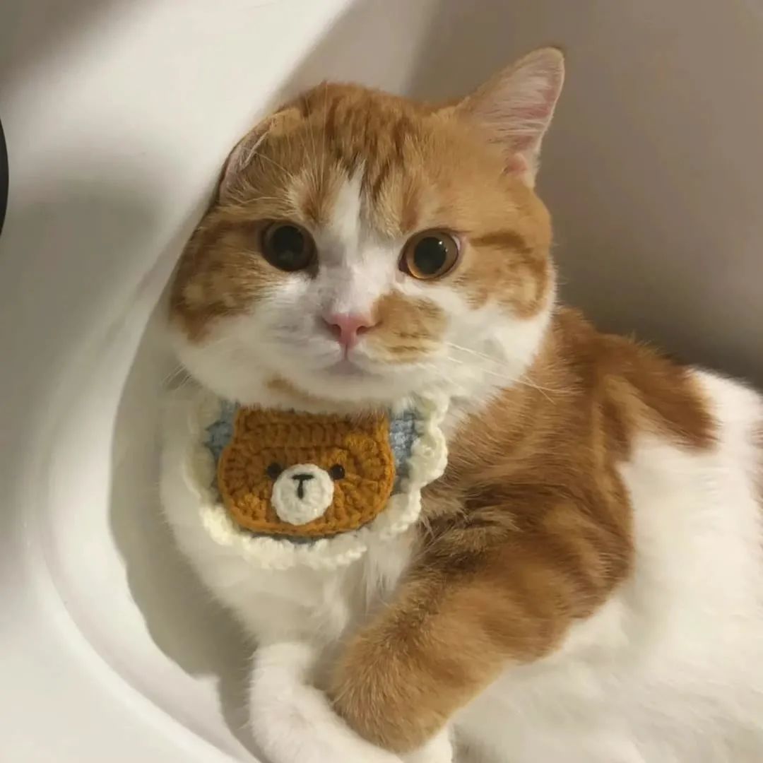 春日氛围感头像带背景图,春日已至头像图片