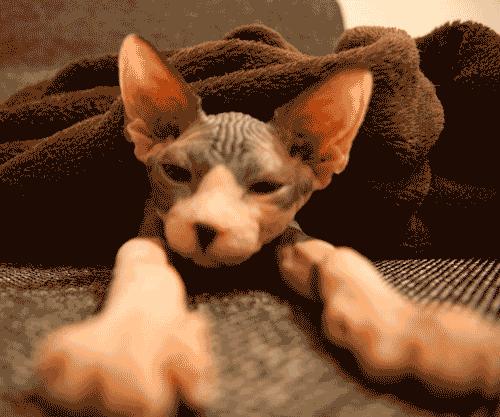 什么猫咪最好养而且又粘人省钱,什么类型的猫咪最听话好养