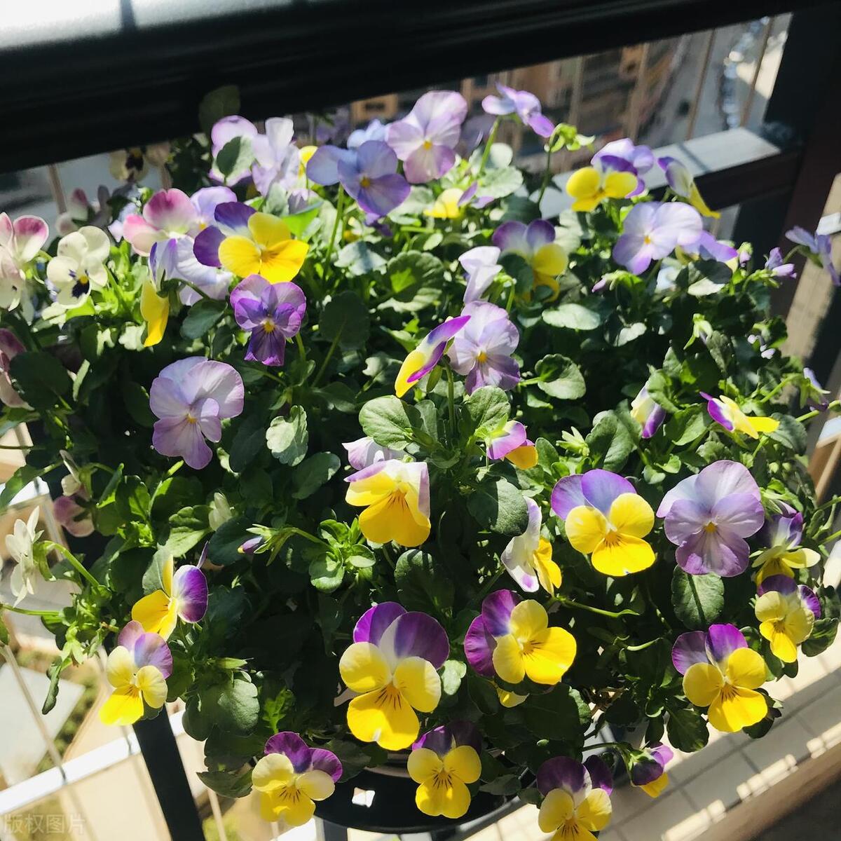 窗台养的小花,窗台上好养活的花