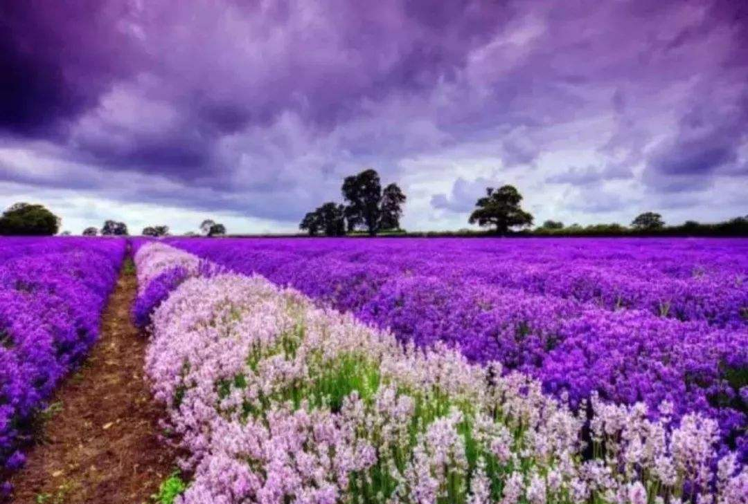 养花有小蚊虫用什么办法可以消灭,家里养花驱蚊虫小妙招