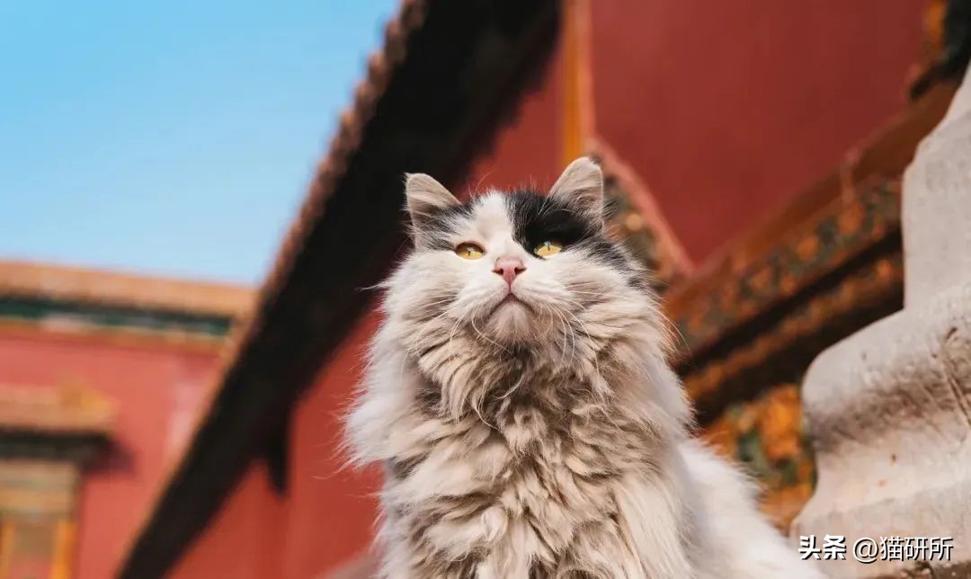 盘点那些有铁头功的猫咪 (盘点世界上那些有编制的猫咪)