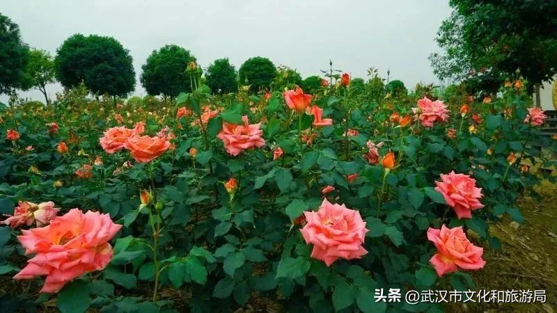 花朝河湾旅游景区本地人要门票吗,潘塘罗杨村花朝河湾景区最新消息