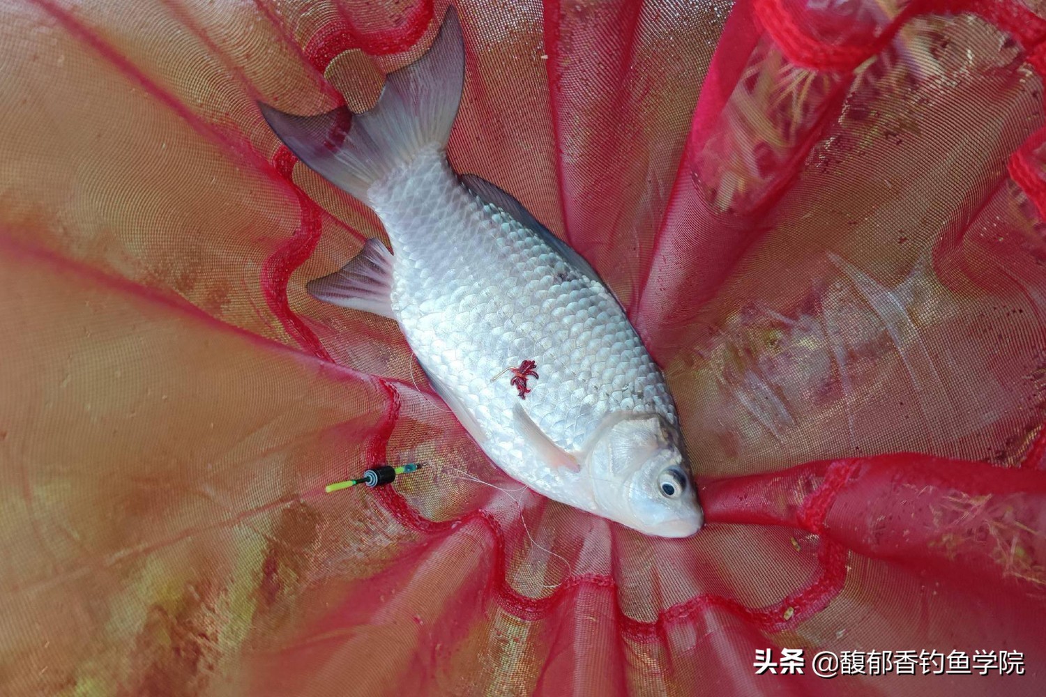 冬季红虫钓鱼红虫可以泡药酒里吗,钓鱼用的红虫如何才能长时间保存