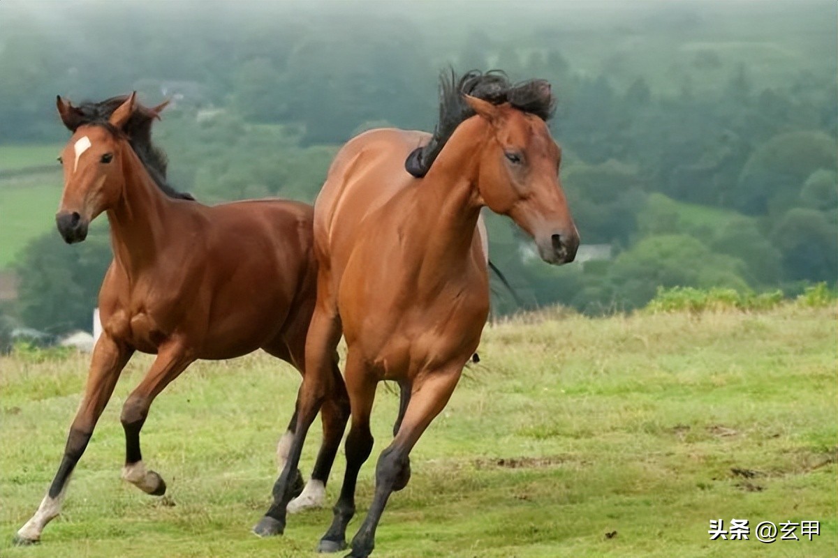 治平王荣之嫡系庸才成就美篇《祭战马文》