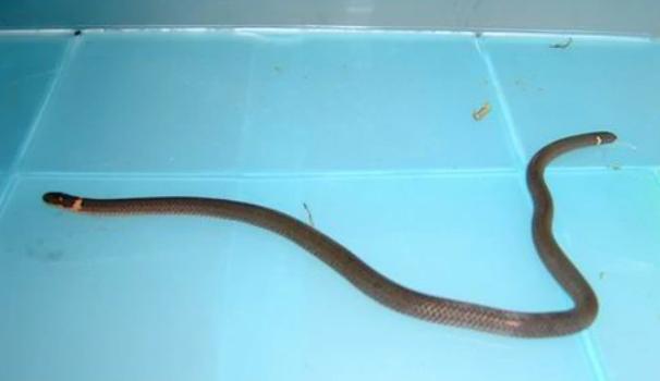 蛇类大全图鉴,蛇类大全