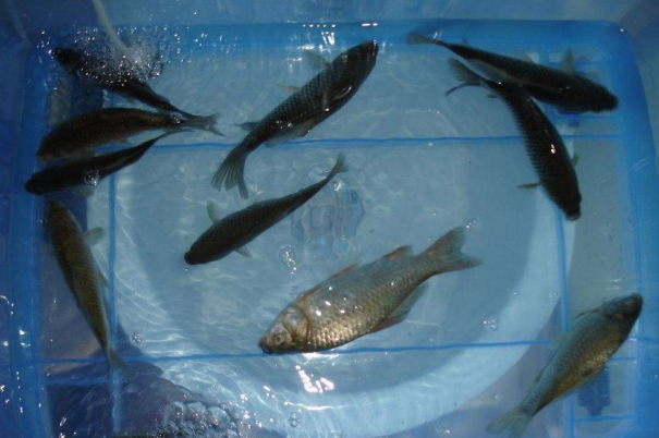 它是鱼肉的克星,炖鱼肉时放一勺,鱼肉不腥不柴,没牙老人都能吃