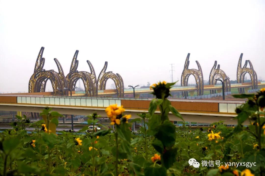 成安渝银杏大桥,成都银杏桥