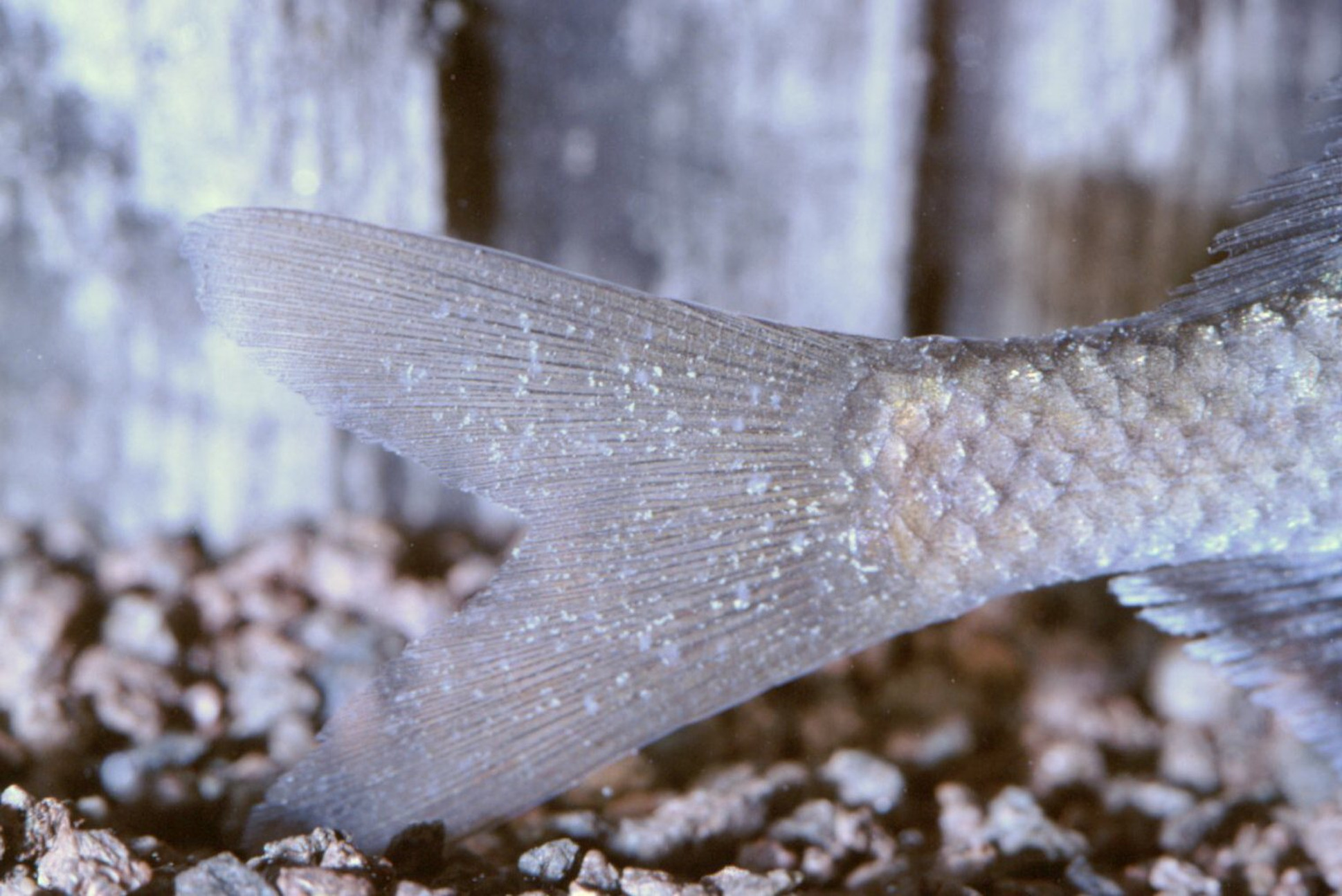 海水鱼白点病和淡水鱼白点病区别,白点病鱼严重了是什么样子