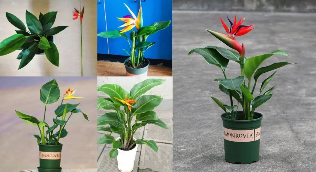 鹤望兰各个品种哪个耐晒,购买鹤望兰