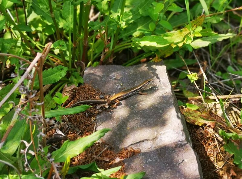 爱旅经常组织的市内登山路线，传说健康的人都去了这里......