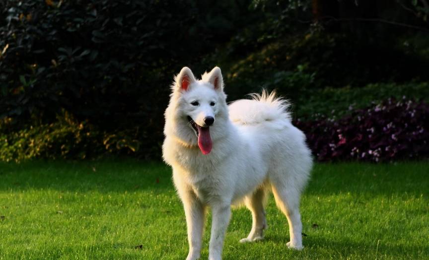 萨摩耶怎么养毛才好看,萨摩耶犬的毛发怎么样养漂亮