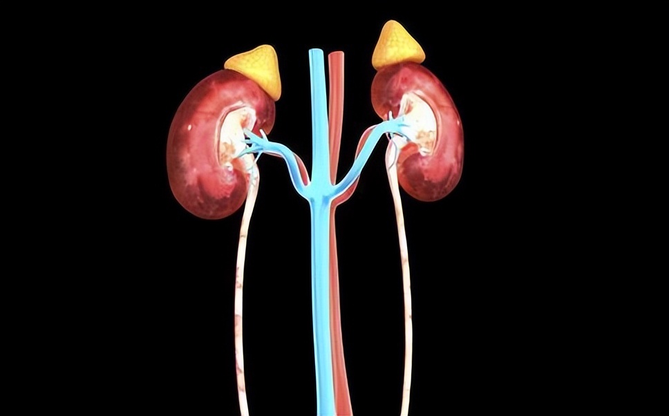 一喝水就尿多是肾脏不好吗,一喝水就尿多是肾脏不好