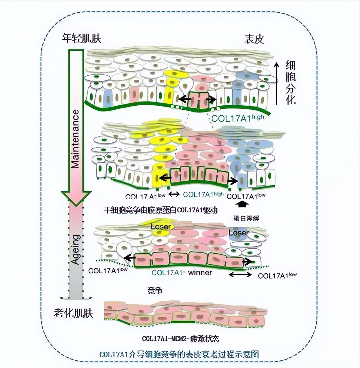 百植萃抗老测评,百植萃深层焕肤