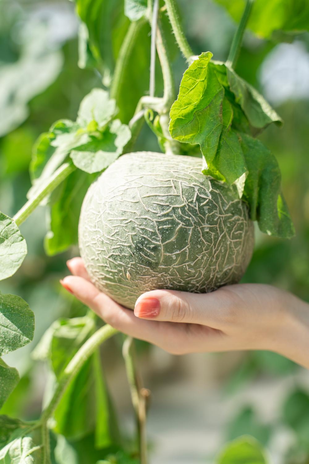 秋意渐浓，收藏十月咸宁的专属香气……