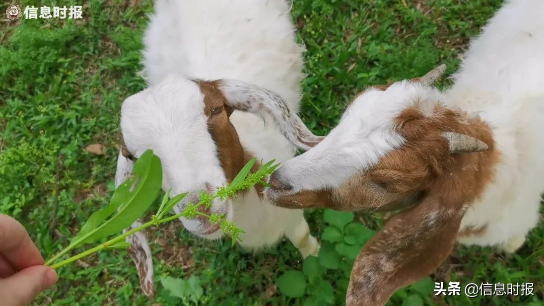“咩咩”“嘎嘎”“哞哞”……广州多所学校“萌宠”出没