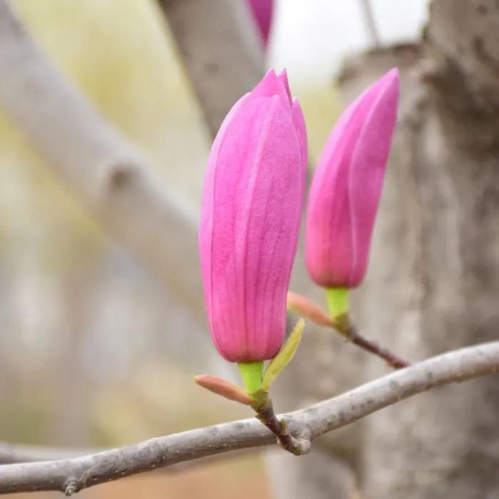 春夏之交，越来越多的花含苞欲放，这一百种娇媚蓓蕾真是美不胜收
