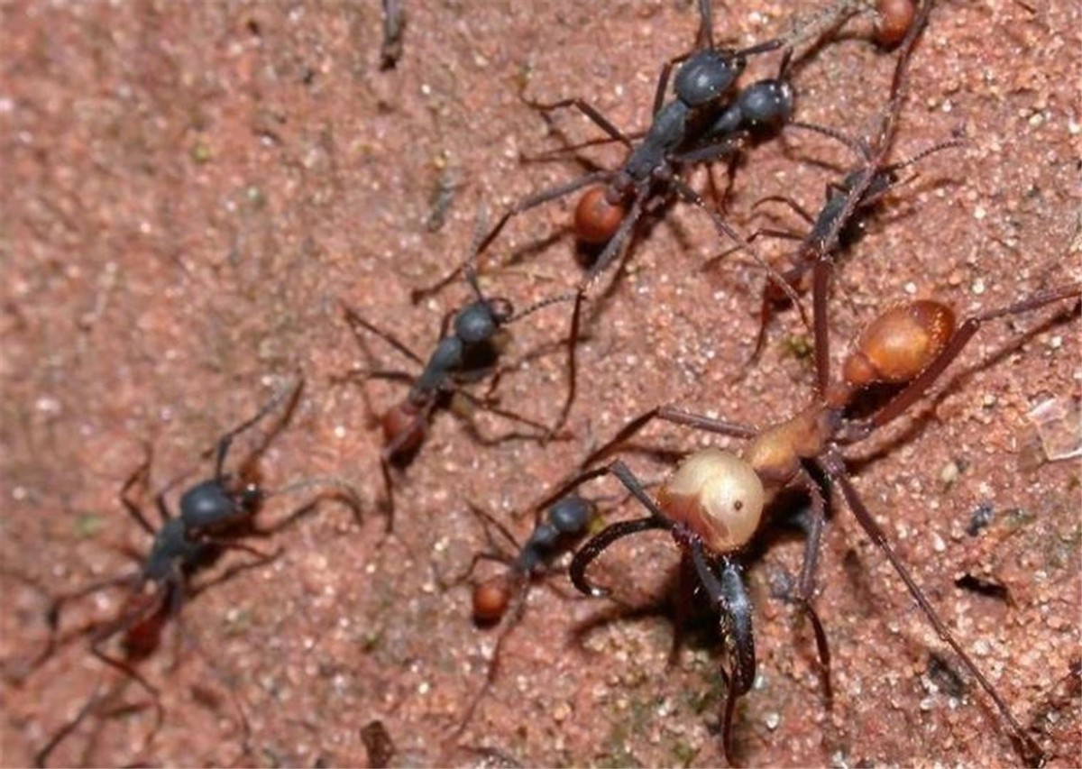 澳洲连蚂蚁都是狠角色？父子露营发现蚂蚁撕咬毒蛇，差点只剩白骨