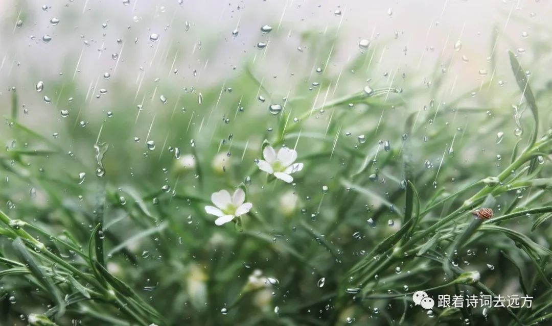 关于春天积极向上的经典诗词,七首杏花诗词惊艳了整个春天