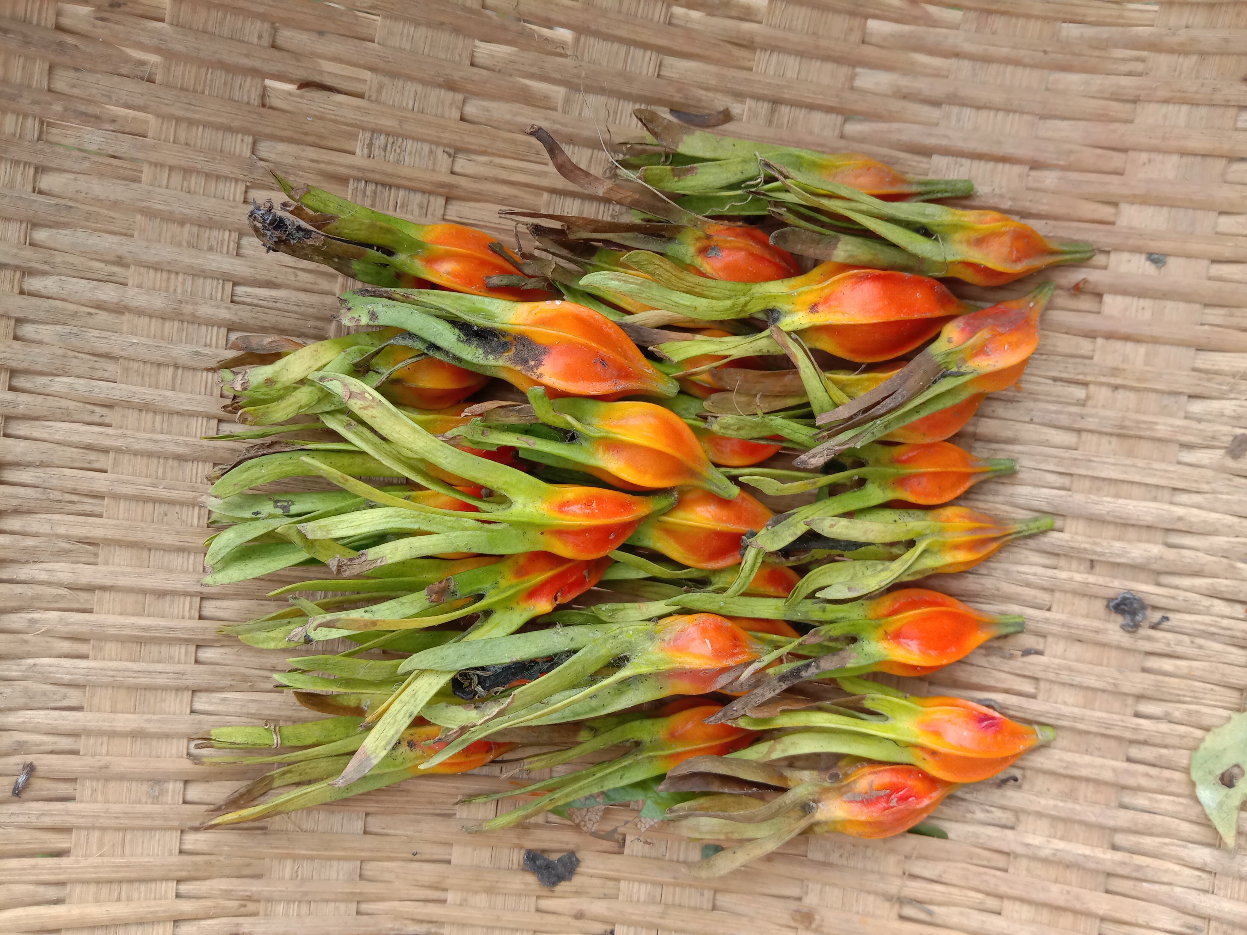 栀子能和什么一起泡,栀子可以每天泡水喝吗