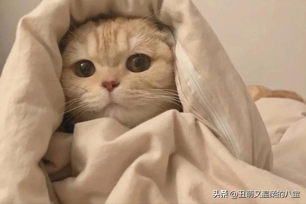 三个月的小猫感冒了怎么办,三个月小猫感冒了能喝感冒灵吗