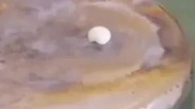 舍利子形成的五大原理推测,舍利子到底是怎么形成的原理