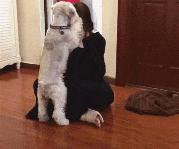 很容易养熟的6种狗早养早享受,最适合新手养的10种狗狗