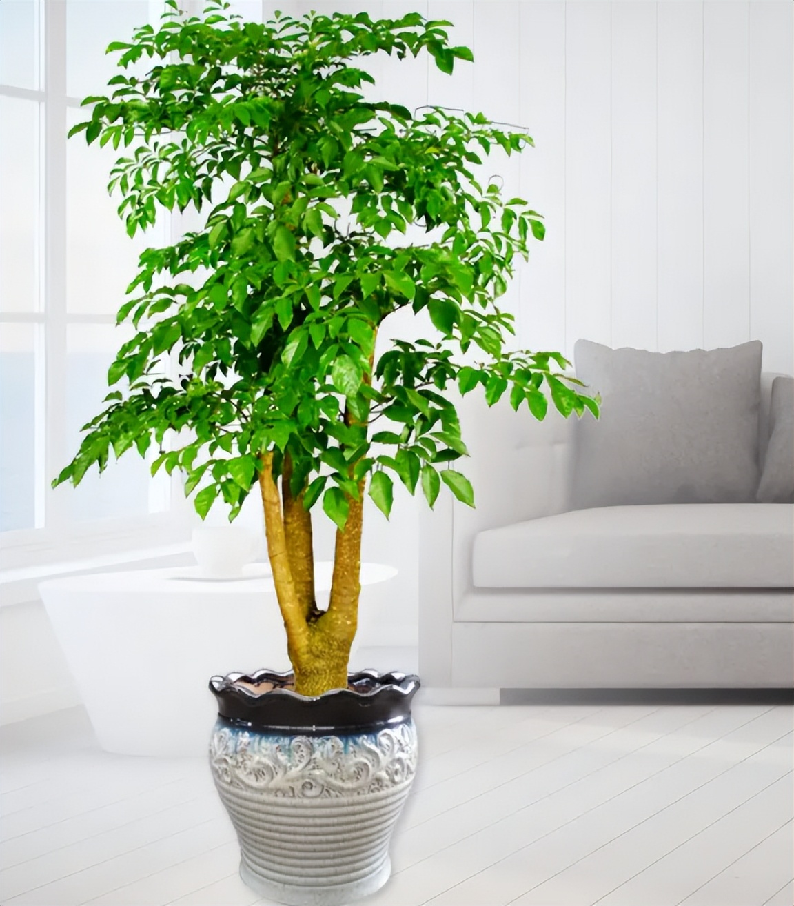 聚财的6种花,招财聚财的花卉