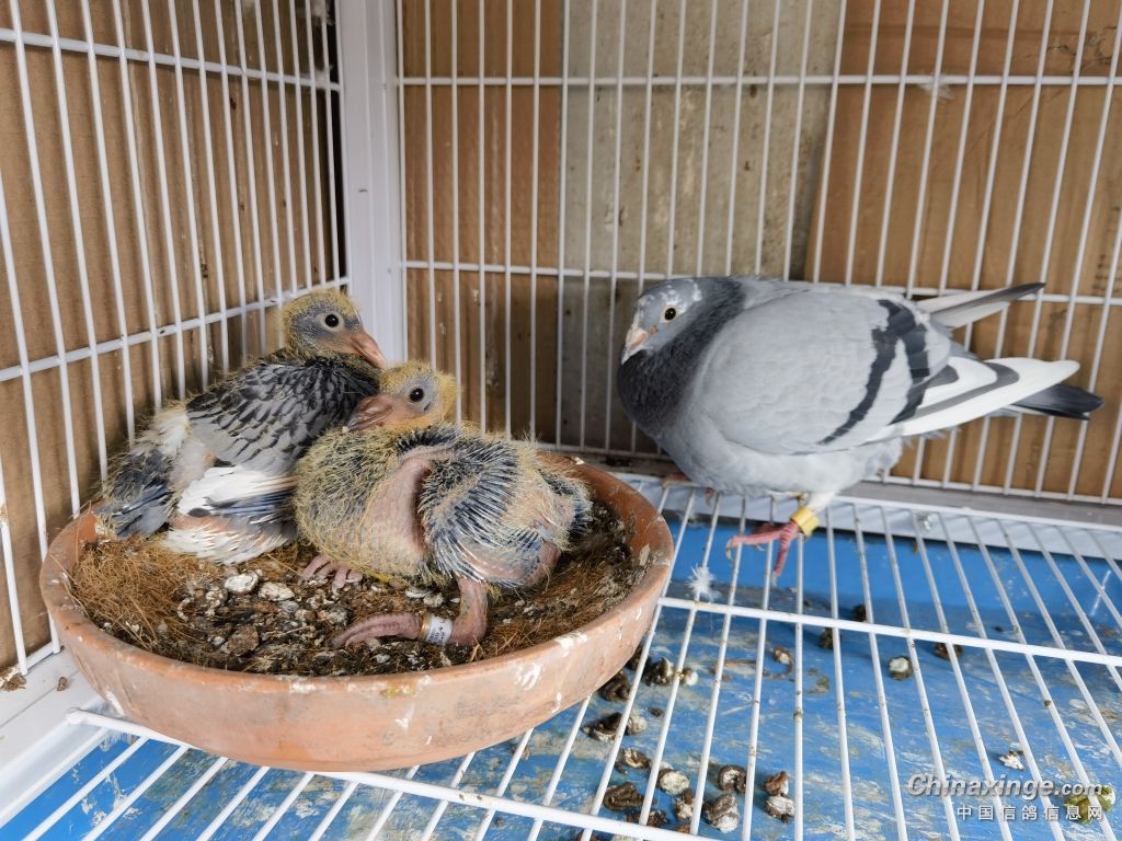 同窝鸽子大小不均怎办,同窝幼鸽体型大的是雌还是雄