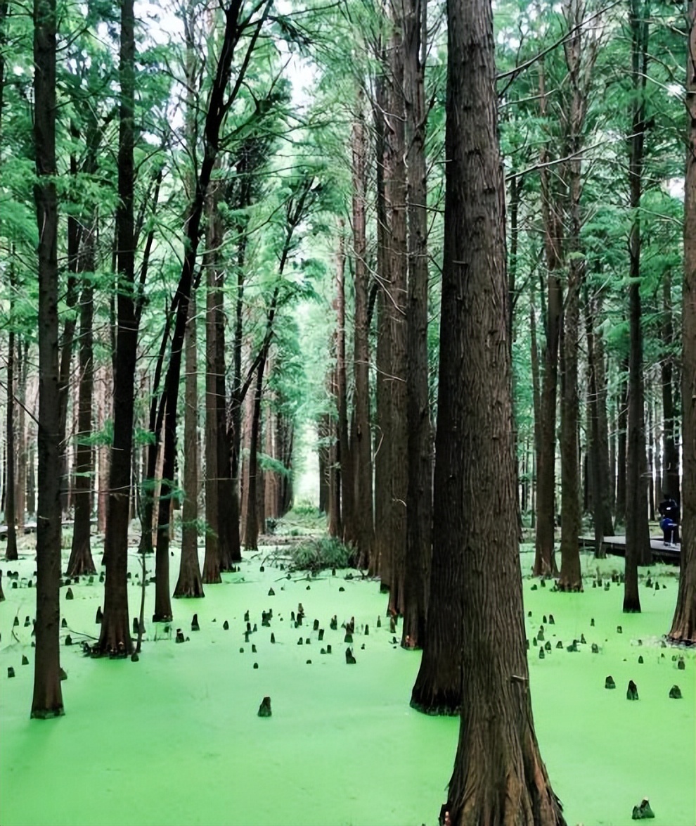 旅游江苏最值得去的地方,江苏有哪些值得旅游的地方和景点