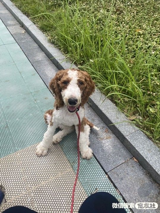 宠物领养、全国宠物*养送**、押金无偿免费领养 20220720