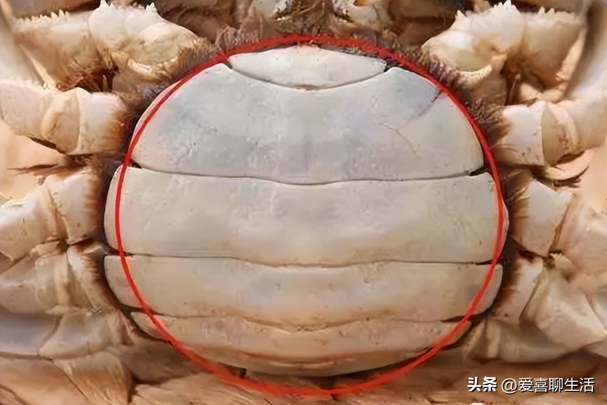 怎么选新鲜又肥的螃蟹,教您几招挑选螃蟹的妙招