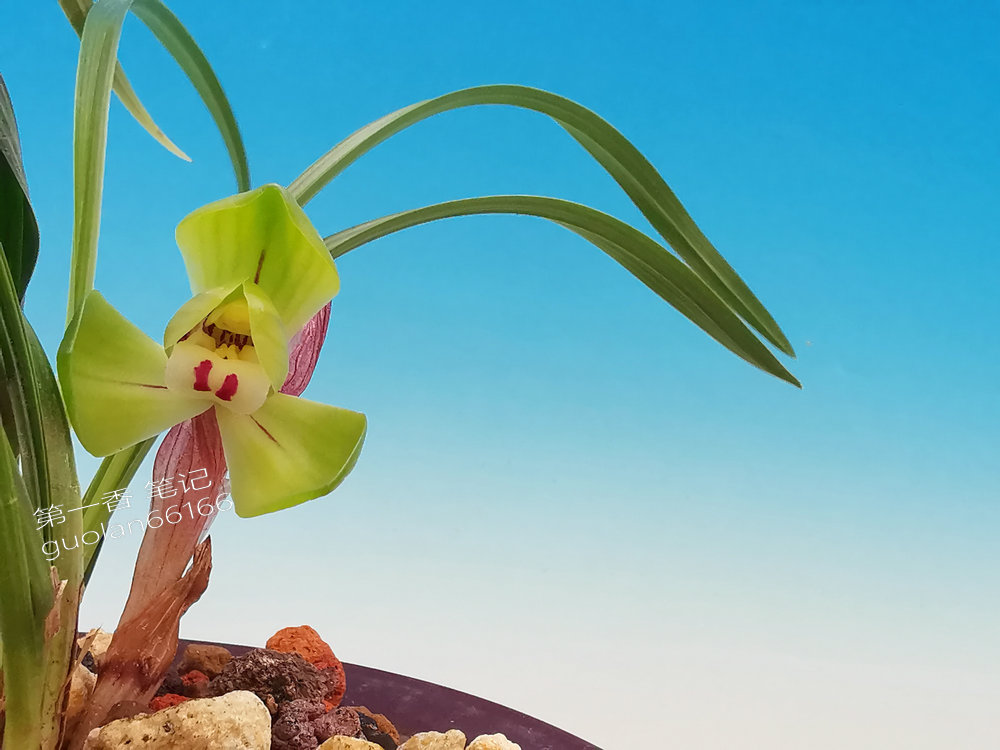 号外!送灶,特别想念家中的父母