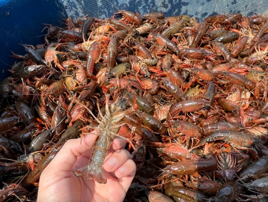 现在小龙虾很便宜吗多少钱,2023年小龙虾为什么这么便宜