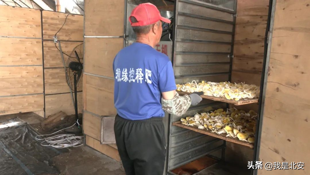 乡村振兴菌菇产业图文,扶贫菇铺就脱贫致富路