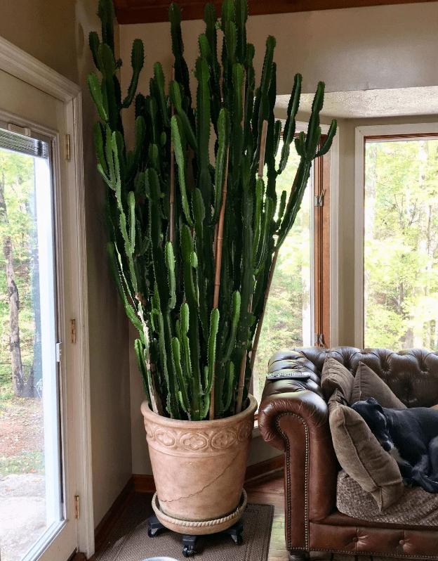 家里养哪五种花大气,家养哪四种花寓意好