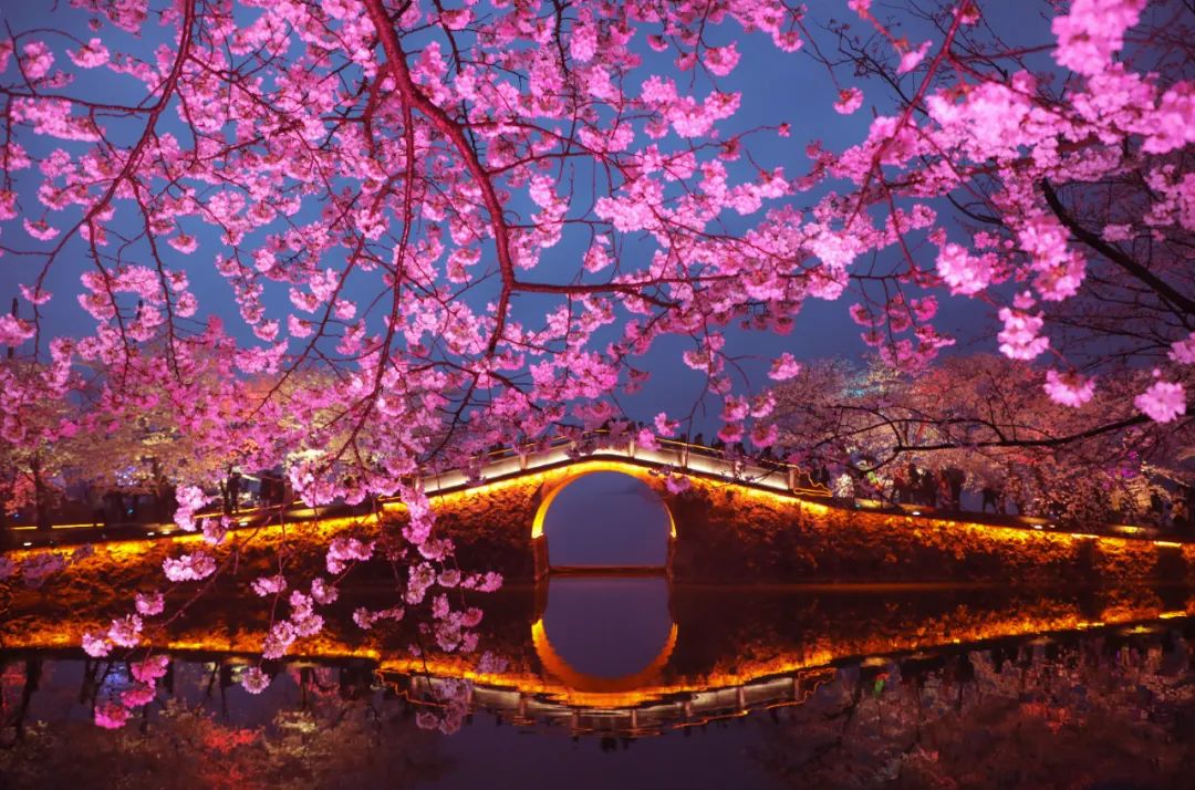 染井吉野樱花是什么樱花,大岛樱花和染井吉野樱的区别