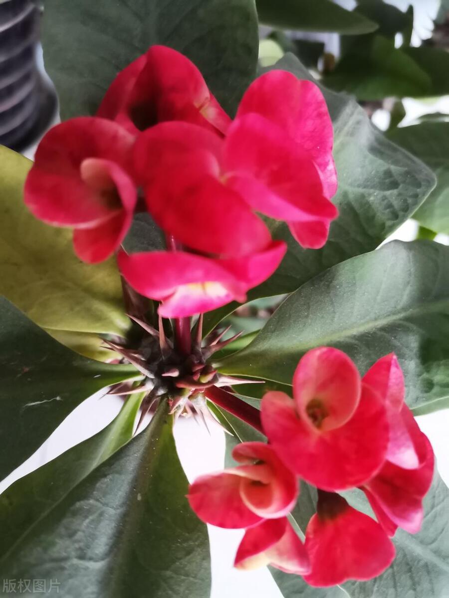 虎刺梅花苗为什么叶子发黄也不长,虎刺梅叶子发黄补救办法复合肥