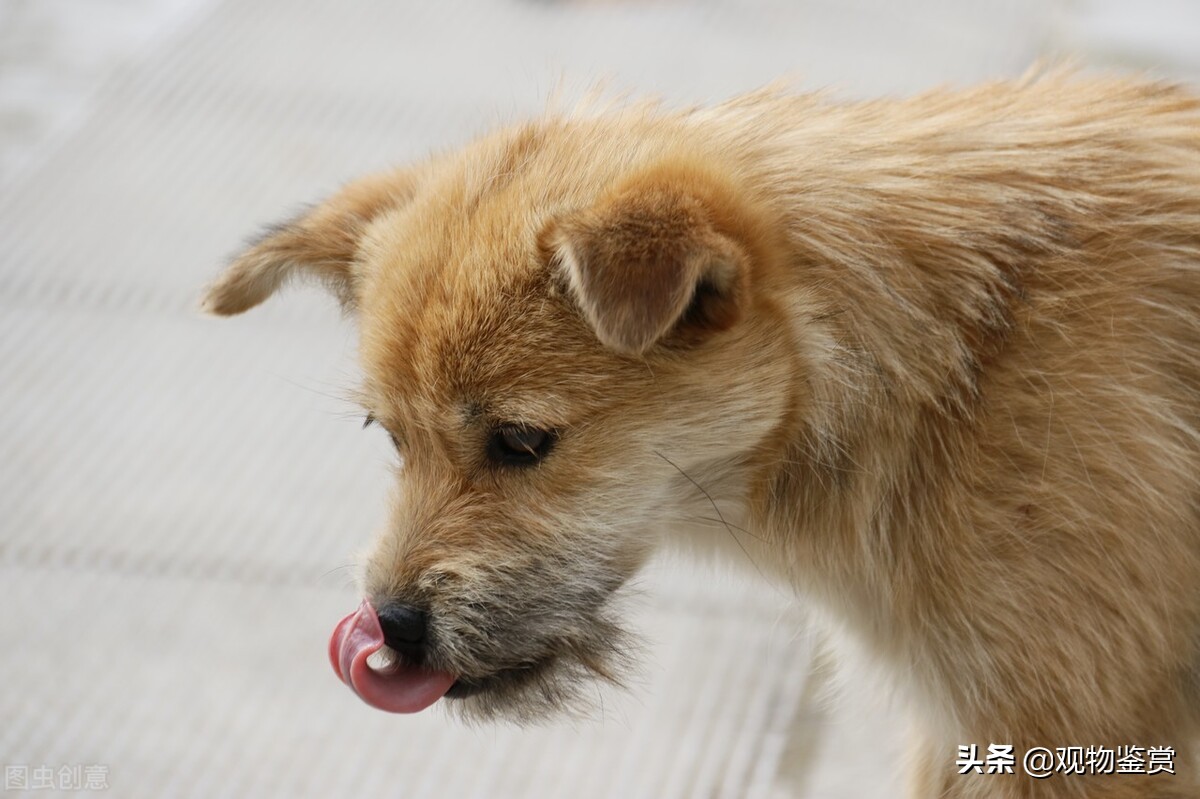 狗催吐后吃什么缓解,狗催吐吃什么最好