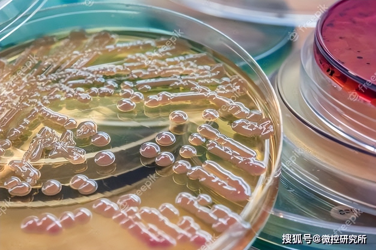 食品中菌落总数实验步骤完整视频,食品菌落超标一般都是什么原因