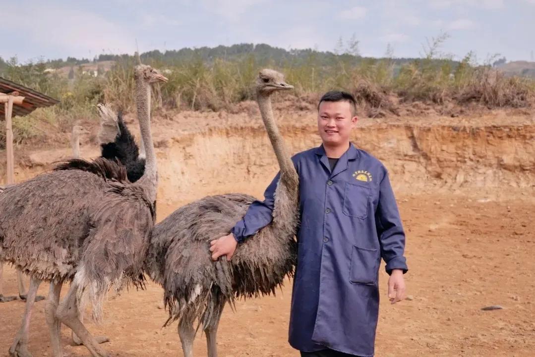 农村大学生返乡养殖鸵鸟,资中80后小伙返乡创业养鸵鸟