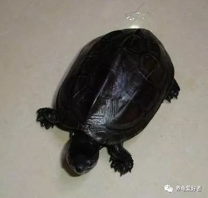 龟冬眠多久能吃食,水龟冬眠醒来什么时候喂食