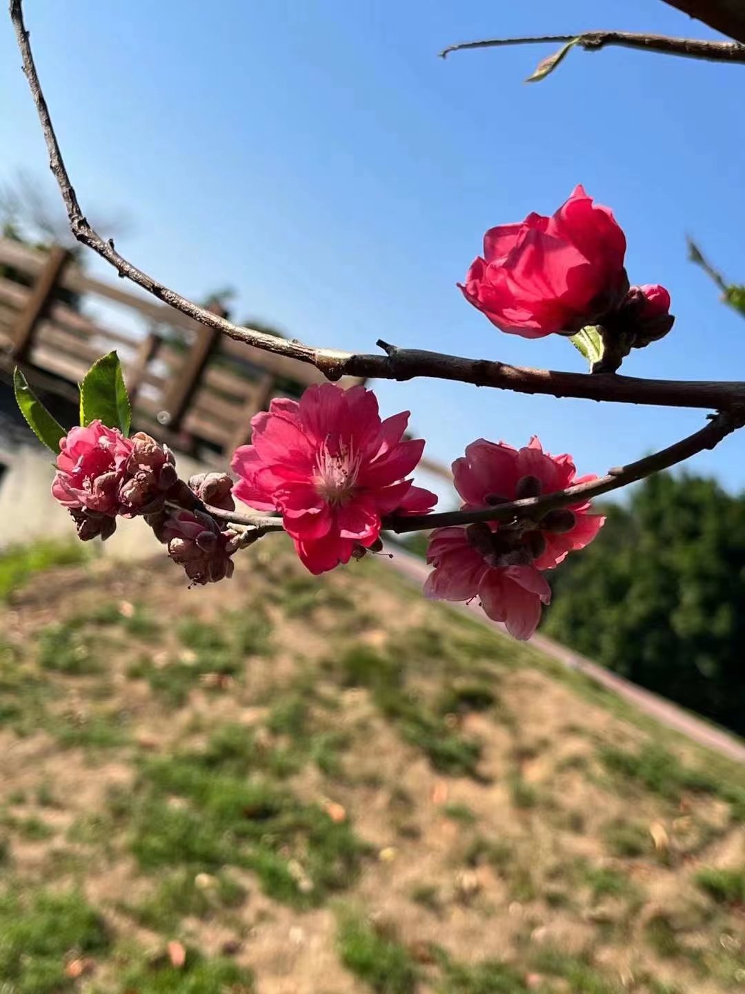 5.98万缤果实测,5.98万缤果配置