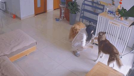 狗狗被打会有什么反应,狗被打的不敢动